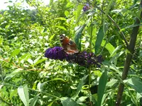 schmetterlinge 008.webp