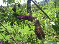 schmetterlinge 012.webp