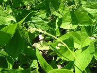 schmetterlinge 015.webp