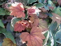 005_1067x800.webp