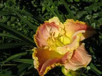 singular sensation 2_1067x800.webp