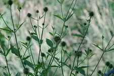 Wollige Karde0311.webp