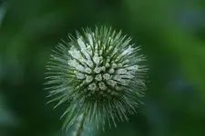 Wollige Karde0611.jpg