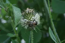 Wollige Karde1511.webp