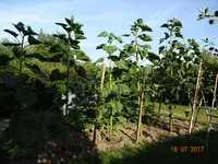 DSC01132.webp