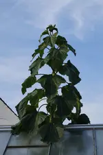 _DSC1878.webp