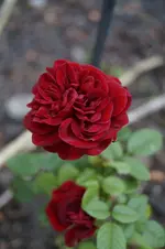_DSC1932.webp