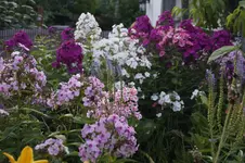 _DSC1889.webp