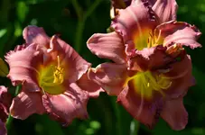 735.webp