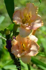alicia rose kissed.webp