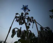Blau.jpg
