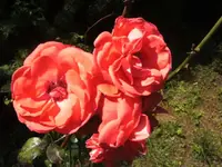 BILD7467.webp