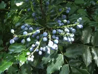 BILD7488.webp