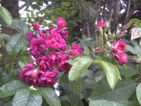 BILD7620.webp