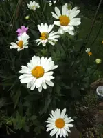 BILD7554.webp