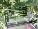 2017-07-18 Wassermelone GWH.jpg