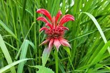 DSCF9554 (2).webp