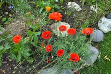 DSCF9559 (2).webp