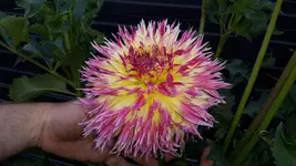 20170718_201632.webp
