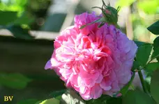 IMG_2386.webp