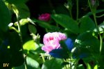 IMG_2387.JPG