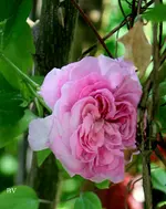 IMG_2675.JPG