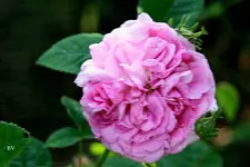 IMG_2676.webp