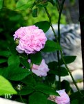 IMG_2803.JPG