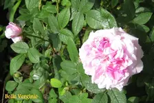 IMG_5247-001.webp