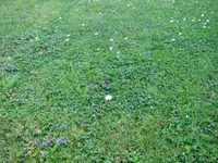 Rasen-blau.webp