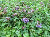 Rasen-blau-makro.webp