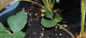 Pilz.webp