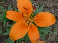 P1010080.webp