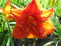 sachsen red double_1024x768.webp