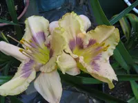 topaz gem 2_1024x768.webp