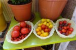 Tomatenernte_190717.JPG