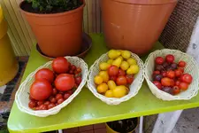 Tomatenernte_190717.webp