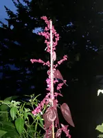 2017-07-19 22.08.33.webp