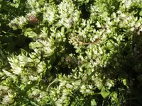BILD7498.webp
