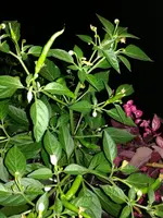 IMG_20170719_221059.webp