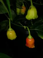 IMG_20170719_221402.webp