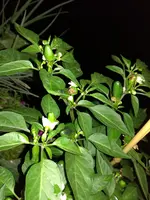 IMG_20170719_221418.webp