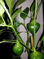 IMG_20170719_221452.webp