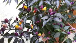 20170720_102737.jpg