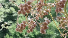 20170720_110452.webp