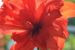 Amaryllis_full bloom_red_Gegenlicht_800.JPG