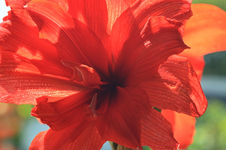 Amaryllis_full bloom_red_Gegenlicht_800.webp