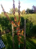IMG_20170718_191816.webp