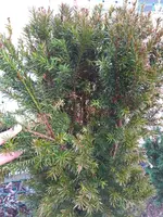 IMG_20170718_165426.webp