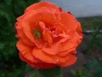 P1010111.webp